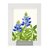 Bluebonnet