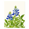 Bluebonnet